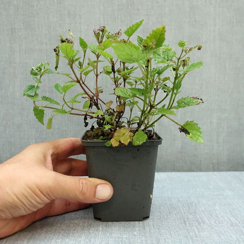 Nepeta Blue Dragon 8/9 cm pot sample as delivered in autumn