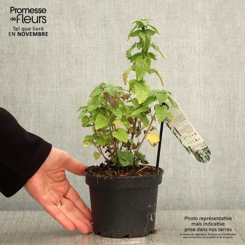 Nepeta cataria Citriodora 1.5L/2L pot sample as delivered in autumn