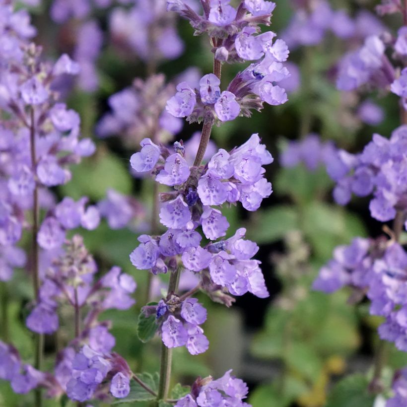 Nepeta faassenii Cats Pajamas - Catnip (Flowering)