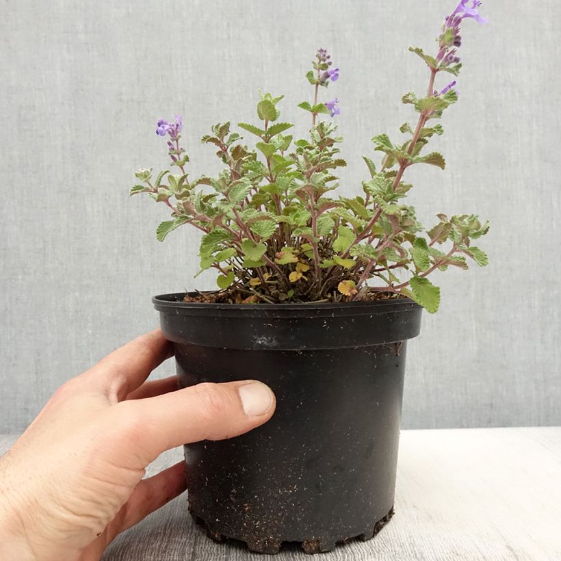 Nepeta faassenii - Catnip 2L/3L pot sample as delivered in spring