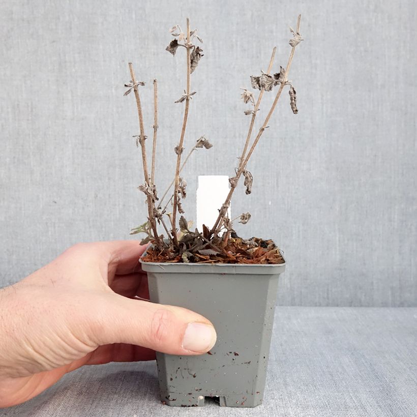 Nepeta faassenii Six Hill s Giant Godet de 8/9 cm sample as delivered in winter