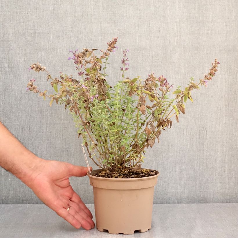 Nepeta faassenii Walkers Low - Catnip 2L/3L pot sample as delivered in summer