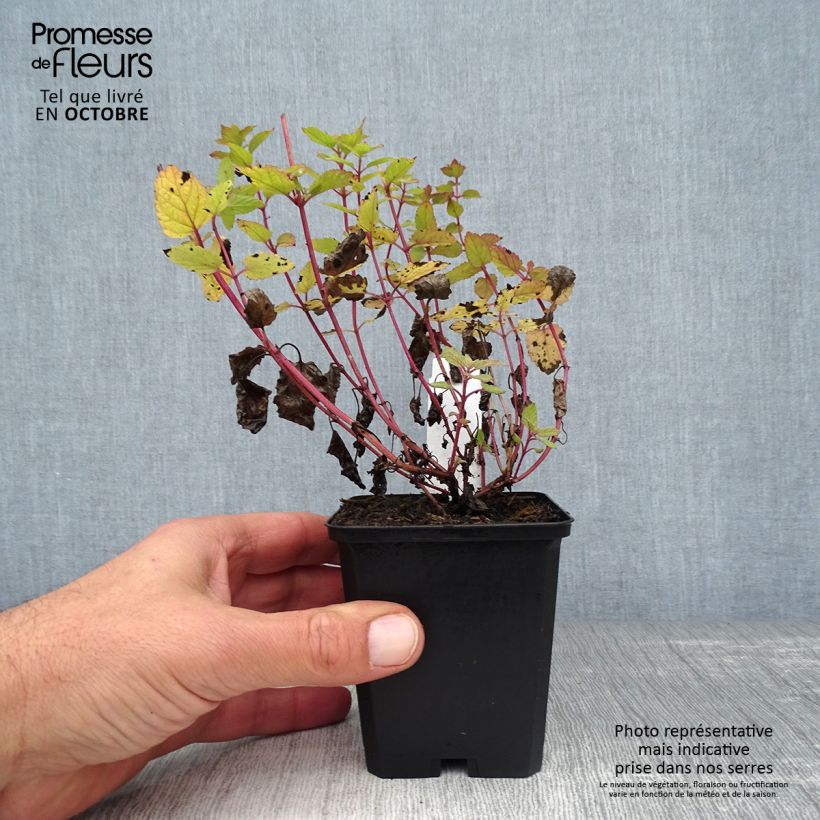 Nepeta grandiflora Dawn to Dusk - Catnip 8/9 cm pot sample as delivered in autumn