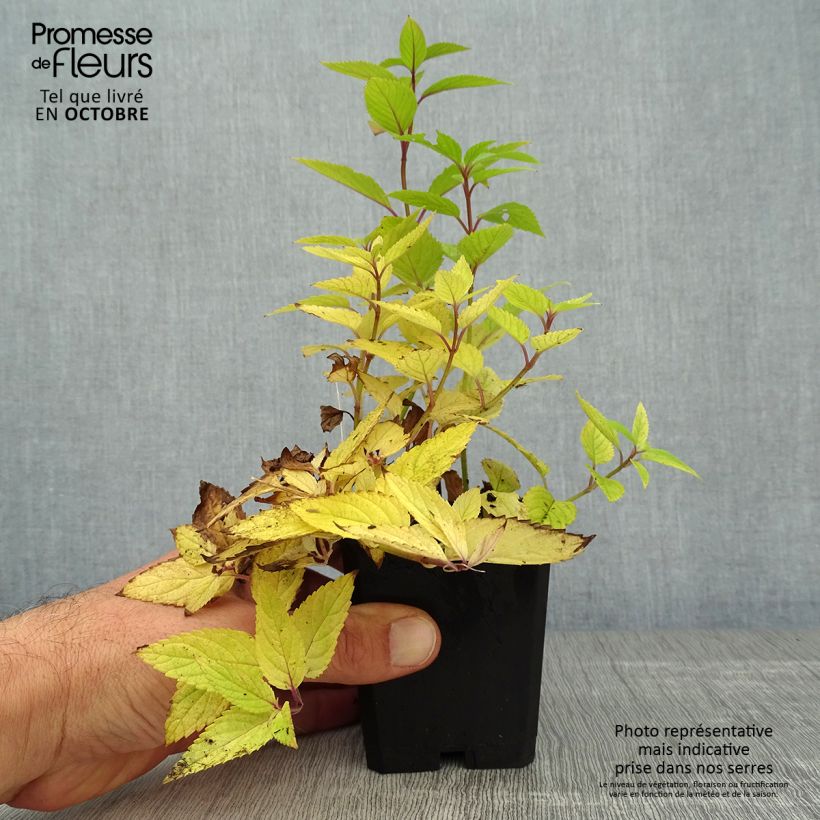 Nepeta manchuriensis Manchu Blue - Catnip 8/9 cm pot sample as delivered in autumn