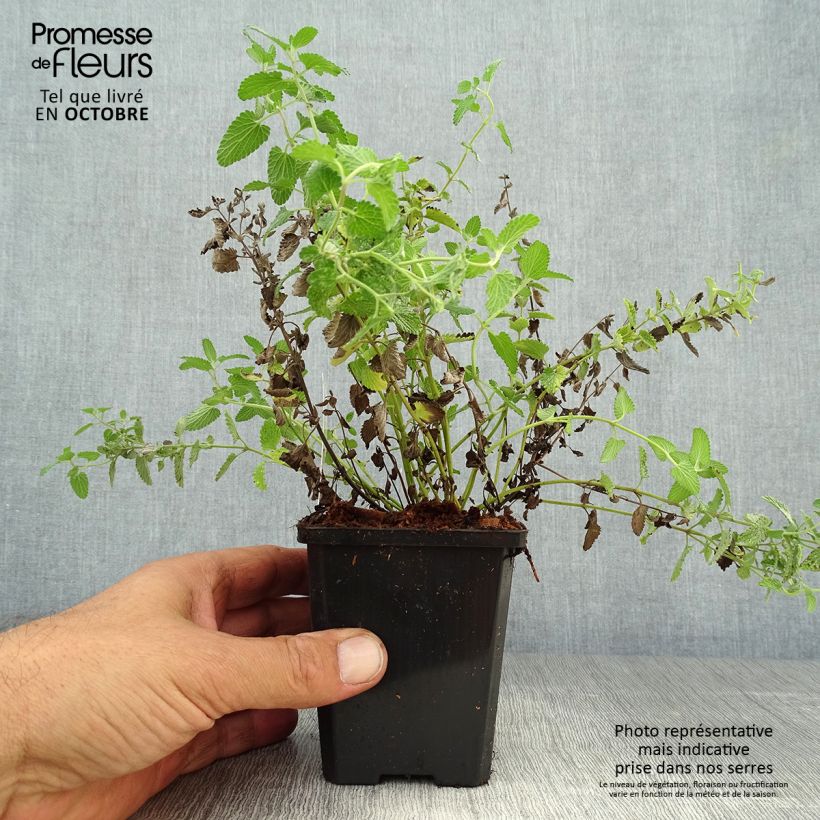 Nepeta mussini - Catnip 8/9 cm pot sample as delivered in autumn