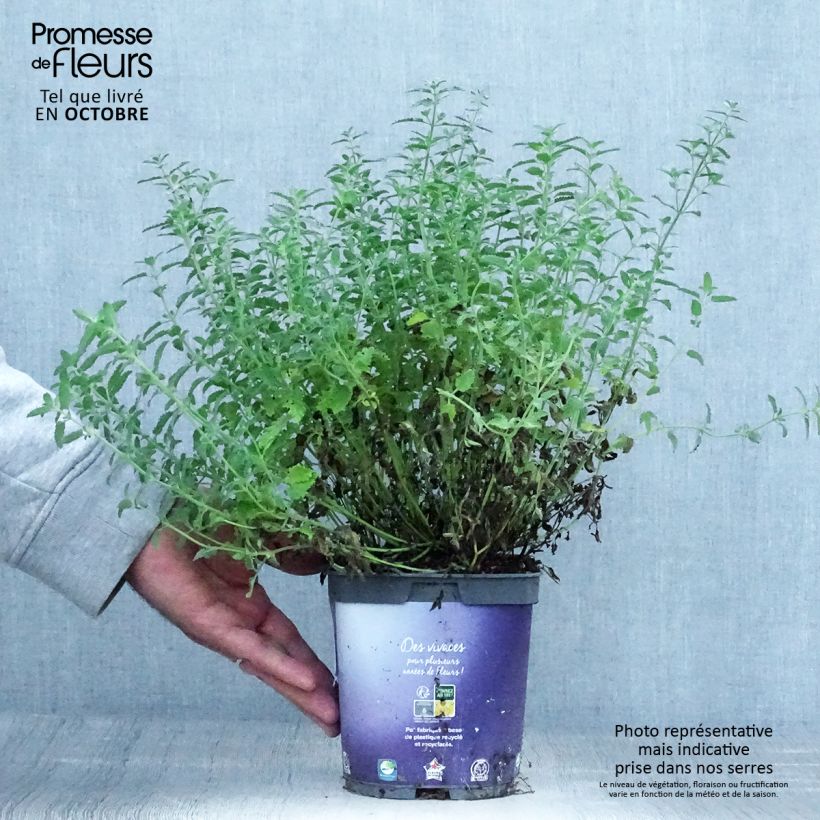 Nepeta mussini - Catnip 2L/3L pot sample as delivered in autumn