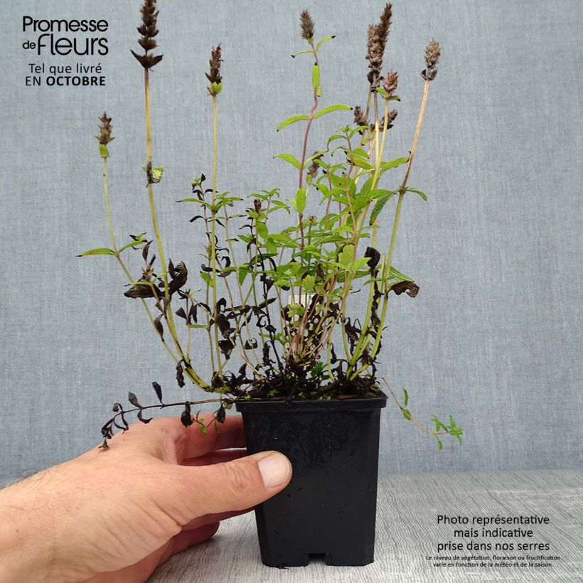 Nepeta nervosa - Catnip 8/9 cm pot sample as delivered in autumn