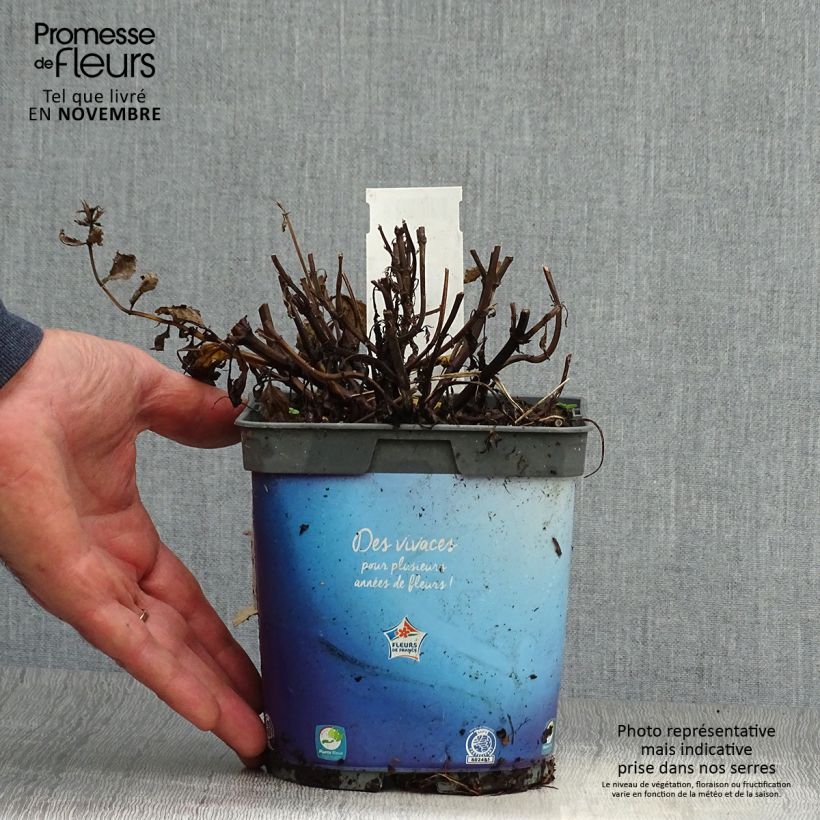 Nepeta nervosa - Catnip 2L/3L pot sample as delivered in autumn