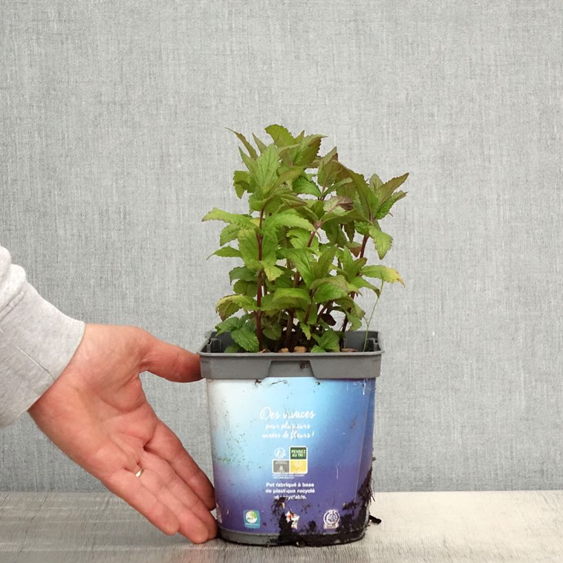 Nepeta nervosa - Catnip 2L/3L pot sample as delivered in spring