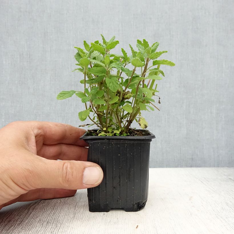 Nepeta parnassica  8/9 cm pot sample as delivered in spring