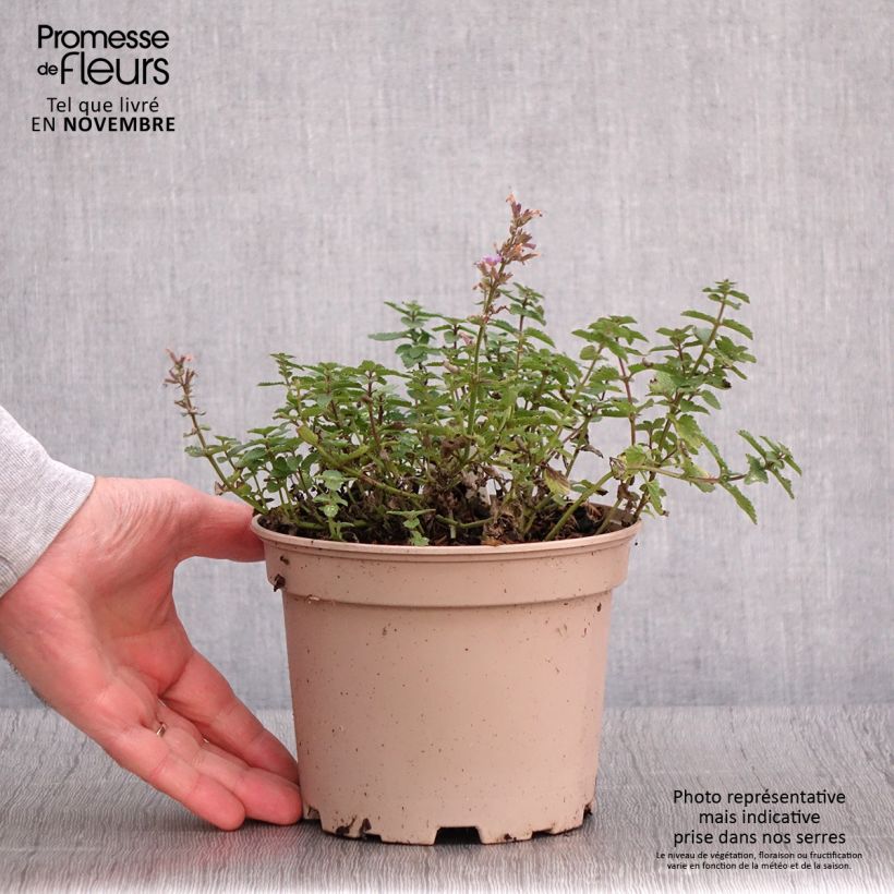 Nepeta faassenii Purrsian Blue - Catnip 2L/3L pot sample as delivered in autumn