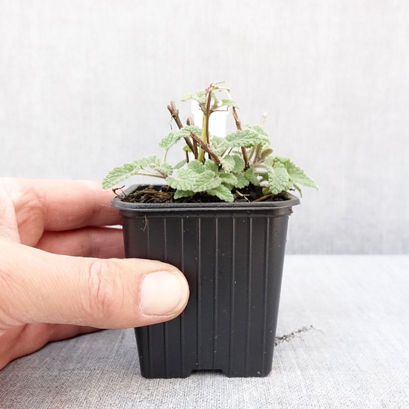 Nepeta racemosa Amelia - Catnip 8/9 cm pot sample as delivered in winter