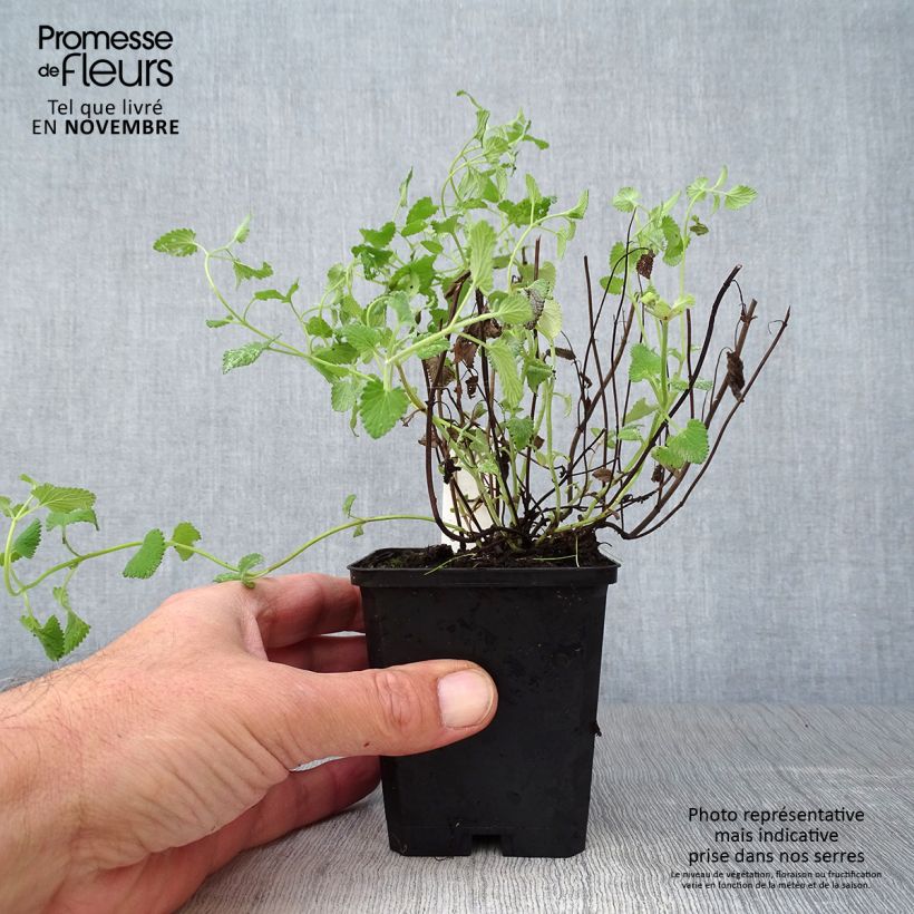 Nepeta racemosa Superba - Catnip 8/9 cm pot sample as delivered in autumn