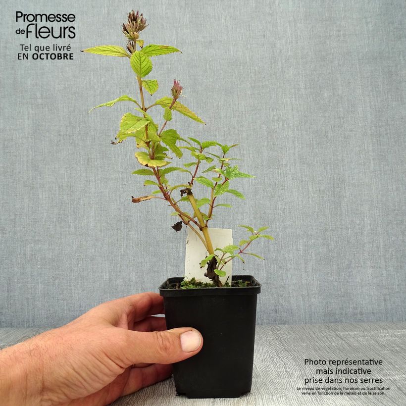 Nepeta subsessilis Sweet Dreams - Catnip 8/9 cm pot sample as delivered in autumn