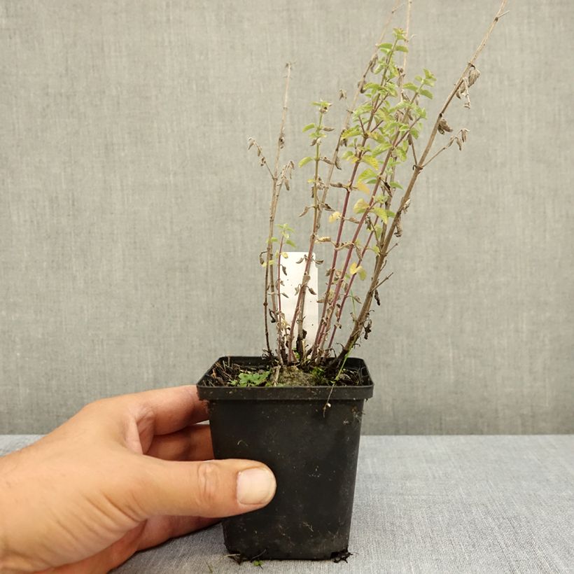 Nepeta faassenii Dropmore - Catnip 8/9 cm pot sample as delivered in summer