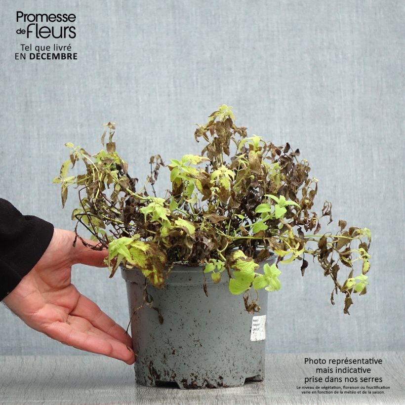 Nepeta faassenii Limelight - Catnip 2L/3L pot sample as delivered in winter