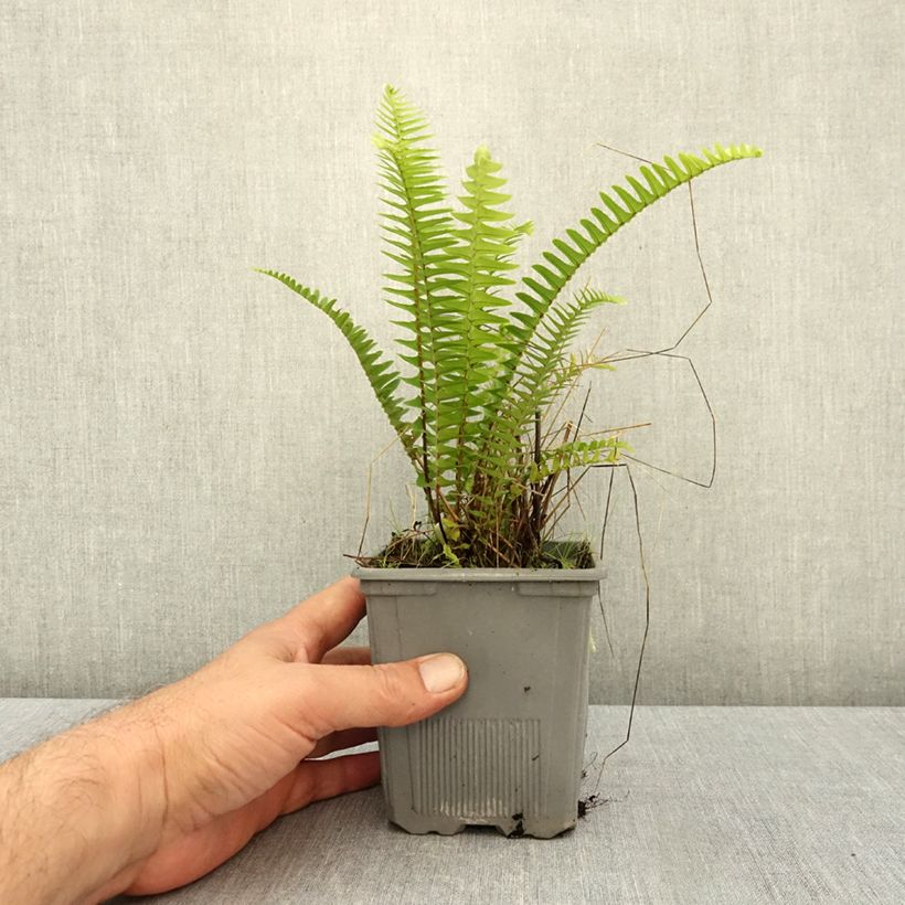 Nephrolepis cordifolia Artic Jungle - Boston Fern 8/9 cm pot sample as delivered in autumn