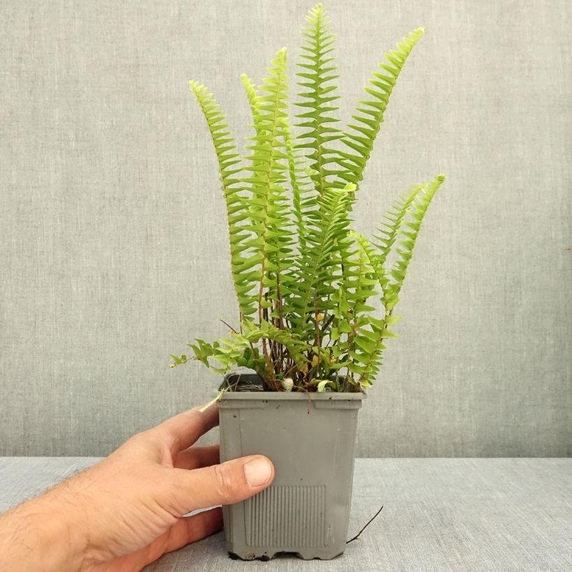 Nephrolepis cordifolia Artic Jungle - Boston Fern 8/9 cm pot sample as delivered in summer
