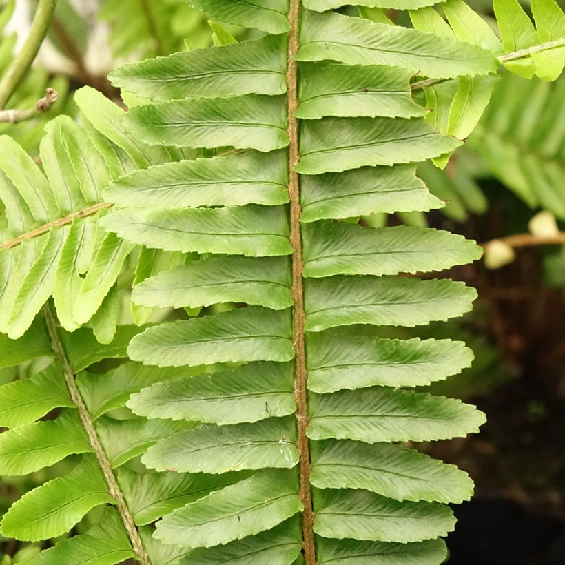 Nephrolepis cordifolia Artic Jungle - Boston Fern (Foliage)
