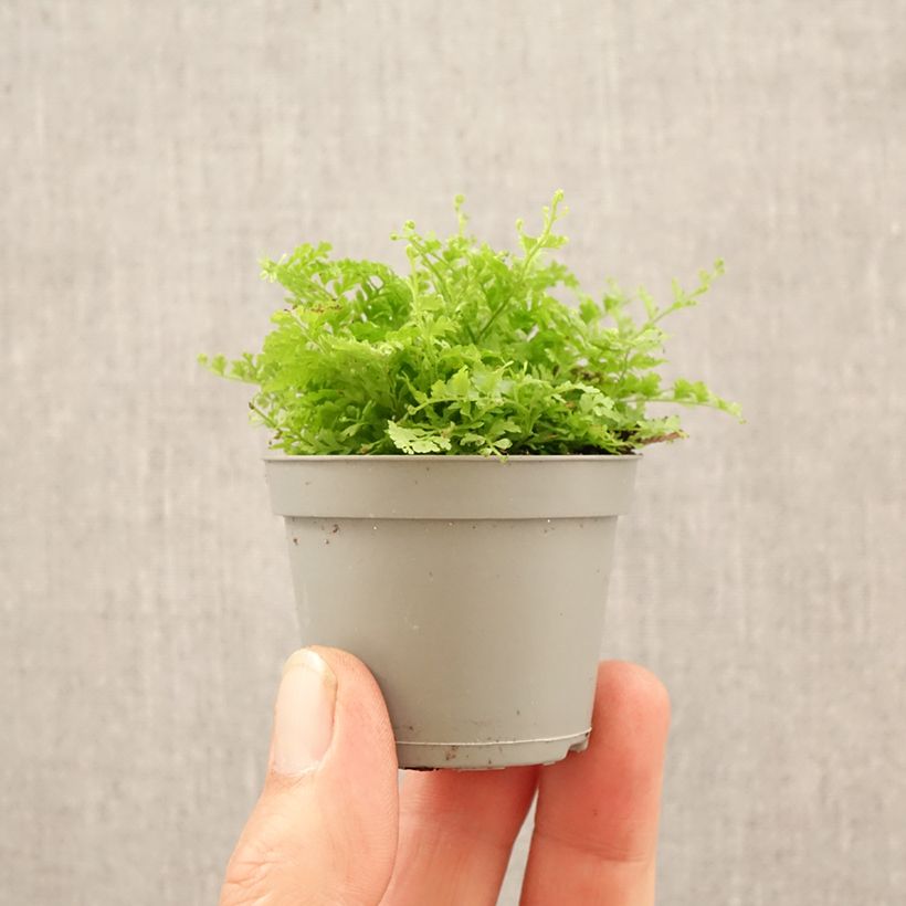 Nephrolepis exaltata 'Cotton Candy' - Fougère de Boston Cotton Candy, Néphrolépide élevé Cotton Candy mini plant sample as delivered in spring