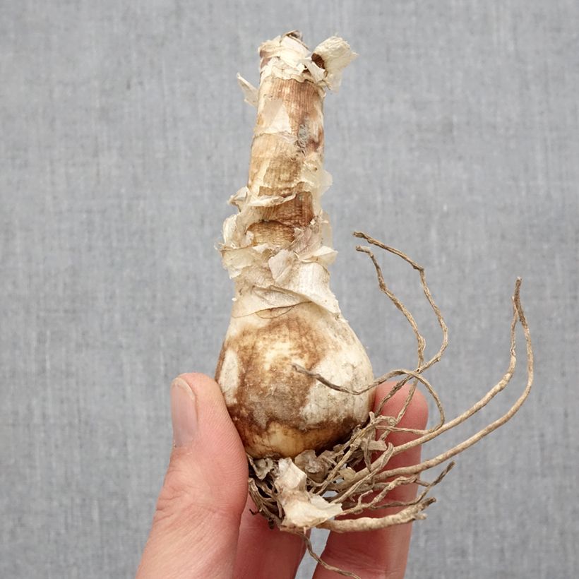 Nerine bowdenii Bianca Perla Bulb size 12+ sample as delivered in spring