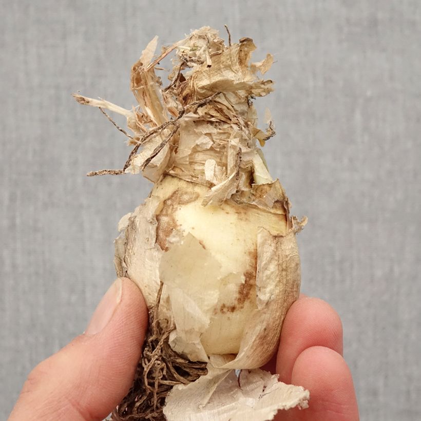 Nerine bowdenii Bionce Bulb size 12/14 sample as delivered in spring