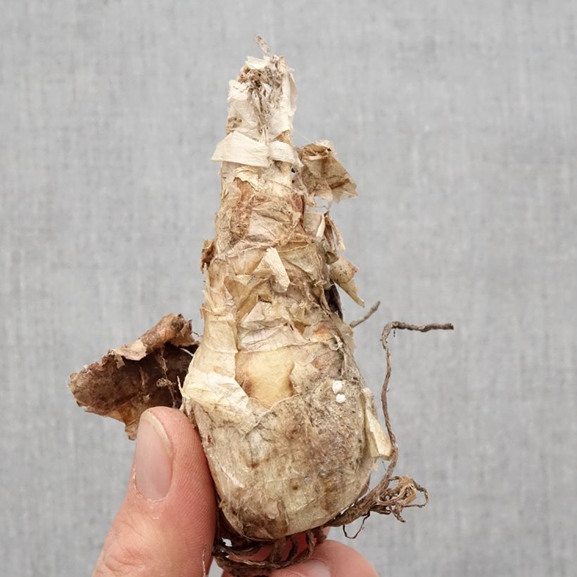 Nerine bowdenii Ostara K Bulb size 12+ sample as delivered in spring