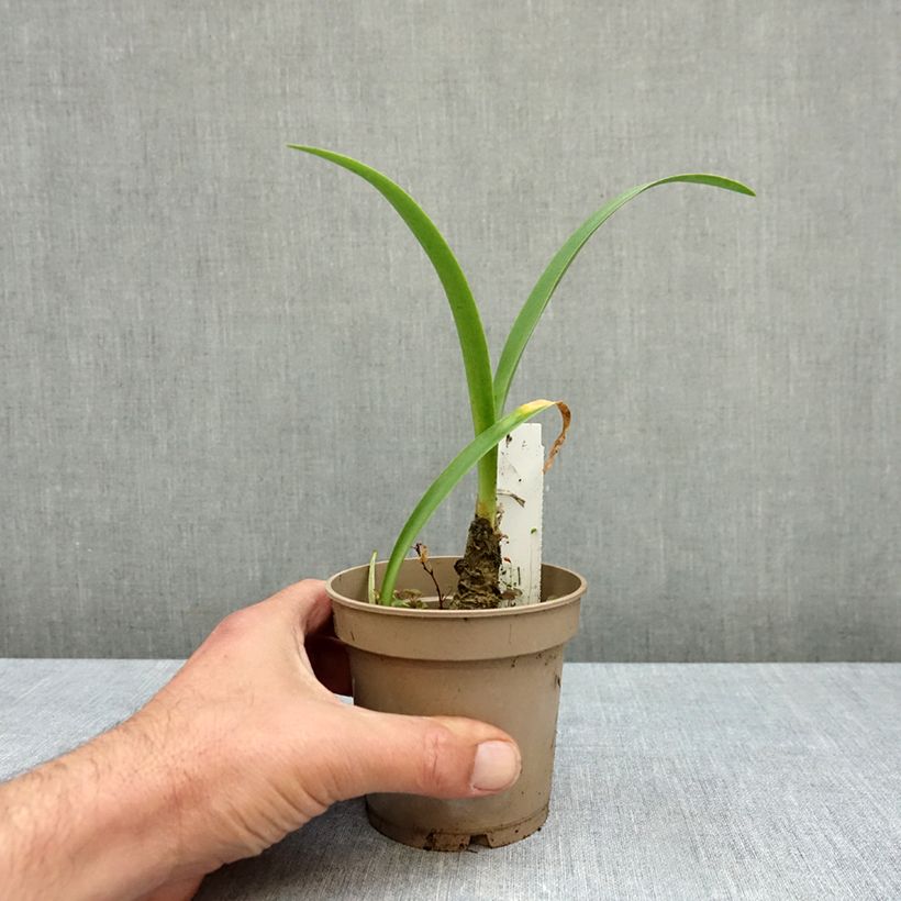 Nerine bowdenii Ostara K 1.5L/2L pot size 12/14 sample as delivered in autumn