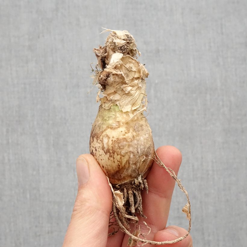 Nerine bowdenii Vesta K Bulb size 12+ sample as delivered in spring