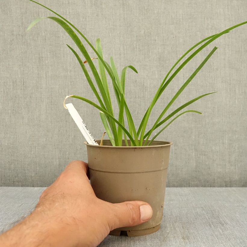 Nerine bowdenii Vesta K 1.5L/2L pot size 12/14 sample as delivered in summer