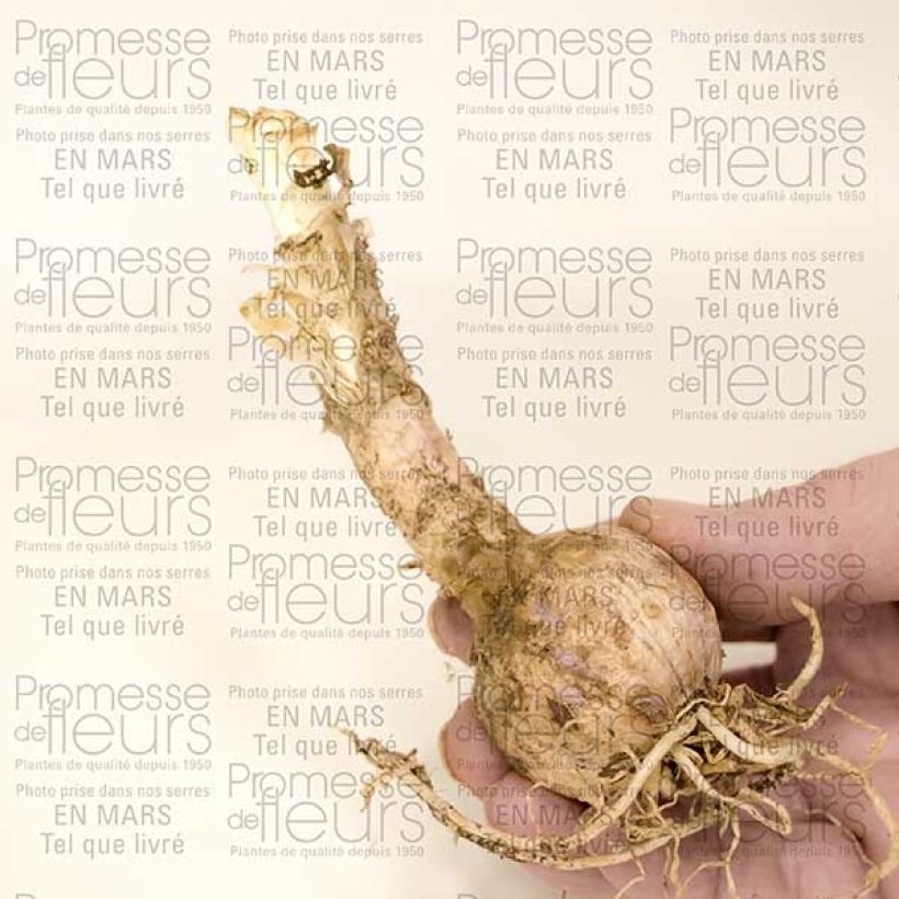 Example of Nerine sarniensis var. corusca Bulb size 12+ specimen as delivered