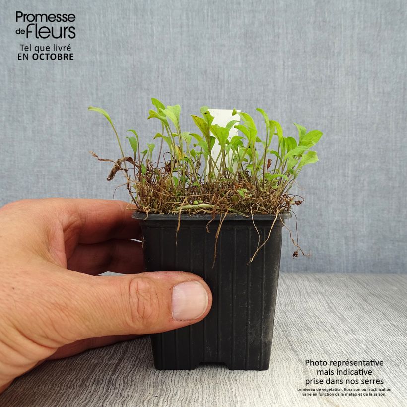 Nierembergia repens 8/9 cm pot sample as delivered in autumn