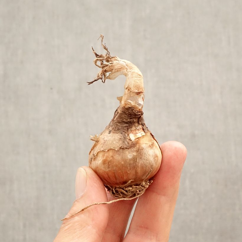 Leucojum aestivum - Summer Snowflake Bulb size 12+ sample as delivered in spring