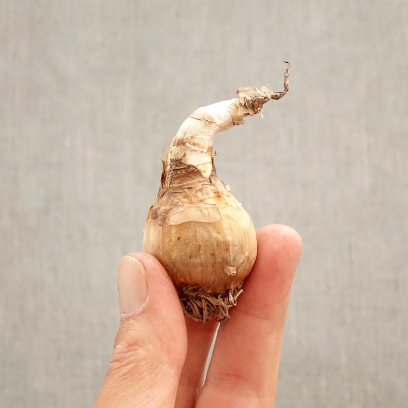 Leucojum aestivum Gravetye Giant - Summer Snowflake Bulb size 10/12 sample as delivered in spring