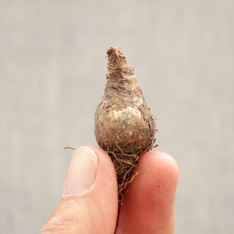 Leucojum vernum - Spring Snowflake Bulb size 7+ sample as delivered in spring