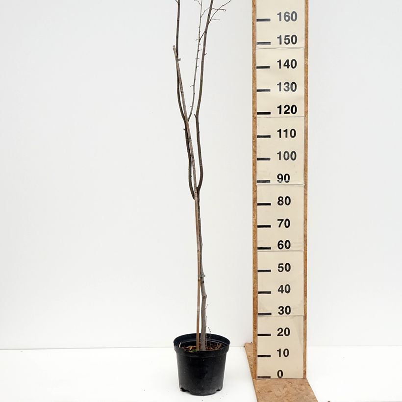 Corylus avellana Anny's Red Dwarf - Common hazel 7.5L/10L pot sample as delivered in autumn