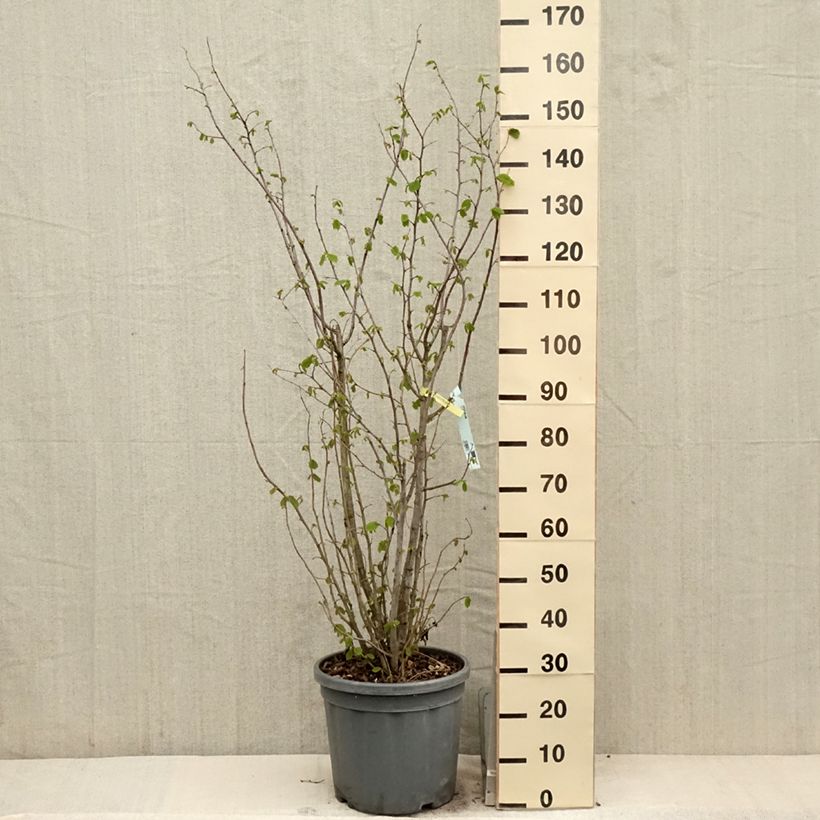 Corylus avellana - Common Hazel 7.5L/10L pot sample as delivered in spring