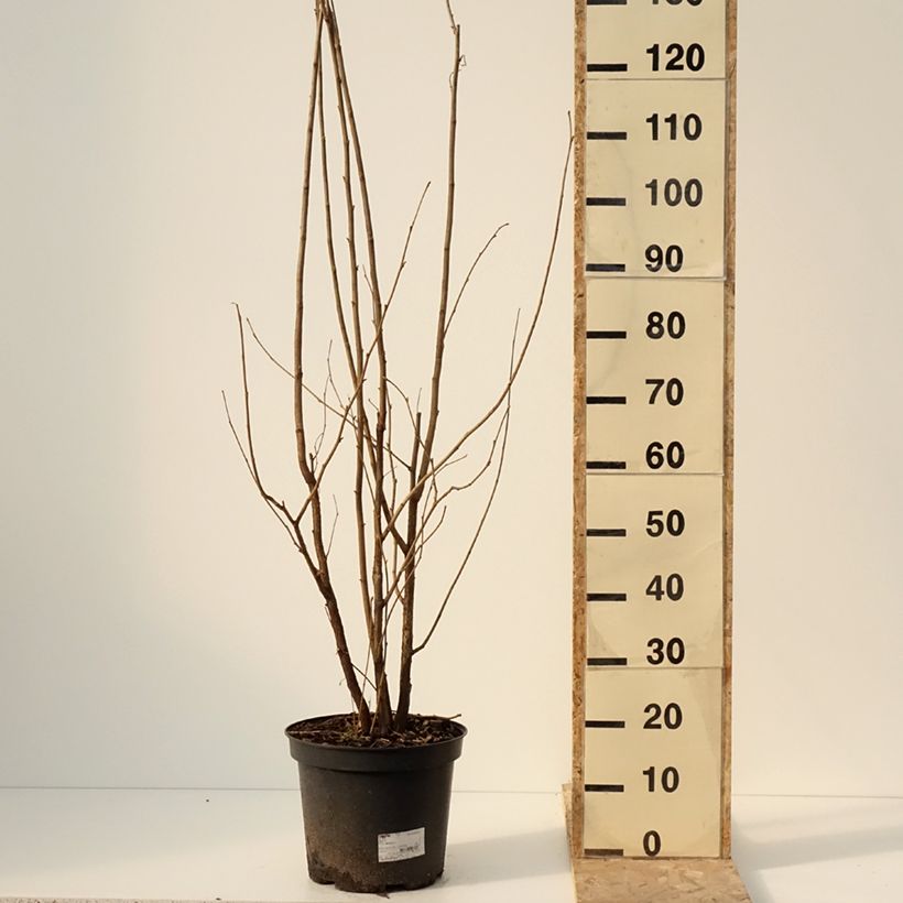 Corylus avellana - Common Hazel 7.5L/10L pot sample as delivered in winter