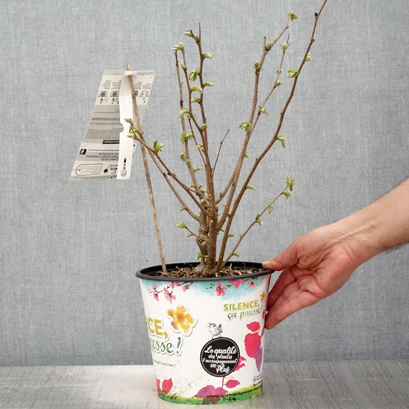 Common Hazel Longue d'Espagne - Corylus avellana 3L/4L pot, Bush sample as delivered in spring