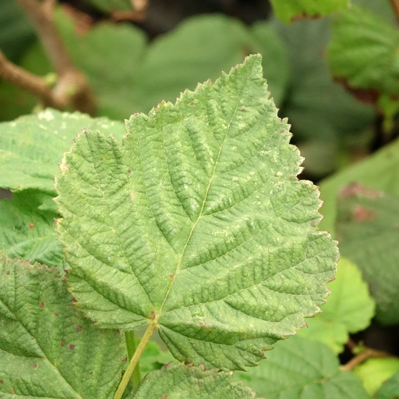 Common Hazel Longue d'Espagne - Corylus avellana (Foliage)