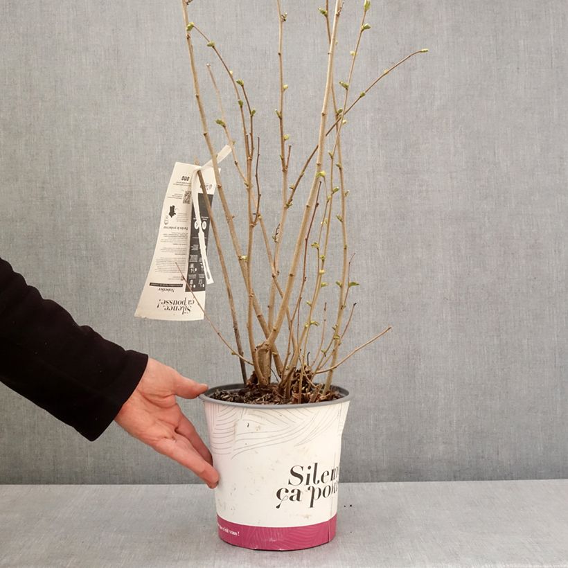 Common Hazel Fertile de Coutard - Corylus avellana 3L/4L pot, Bush sample as delivered in spring