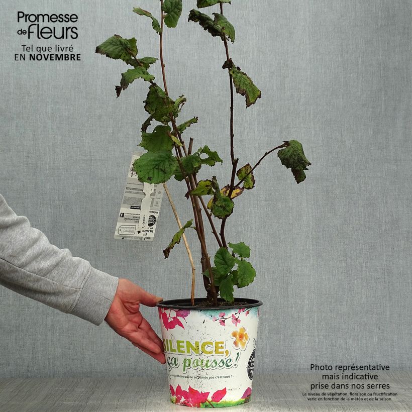 Hazel Merveille de Bollwiller - Corylus maxima 4L/5L pot, Bush sample as delivered in autumn