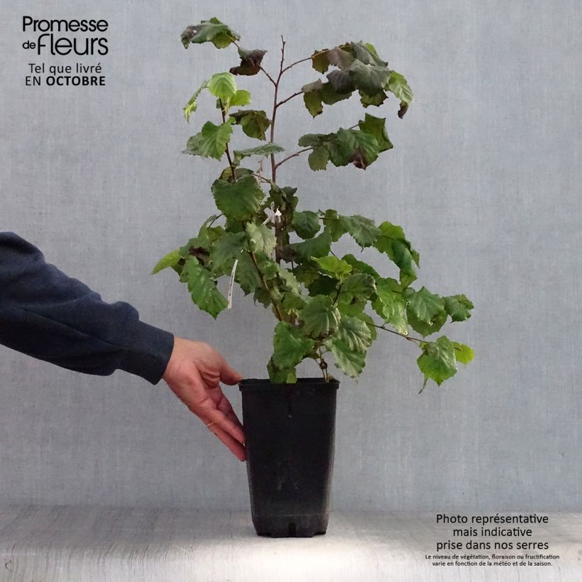 Hazel Merveille de Bollwiller - Corylus maxima 2L/3L pot sample as delivered in autumn