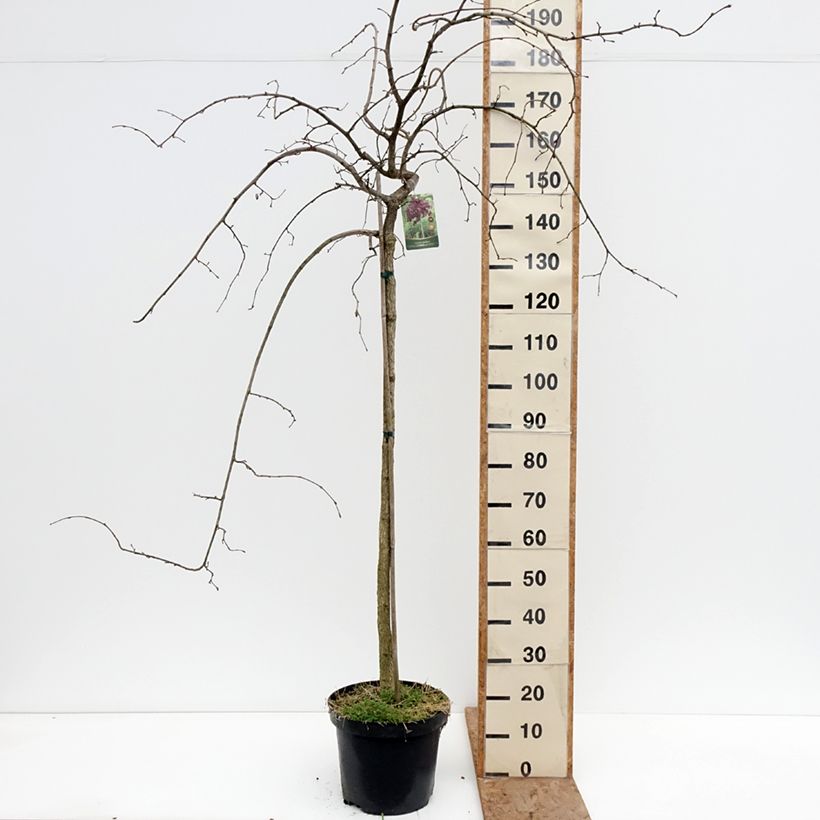 Corylus avellana Purple Umbrella - Hazel 7.5L/10L pot sample as delivered in winter