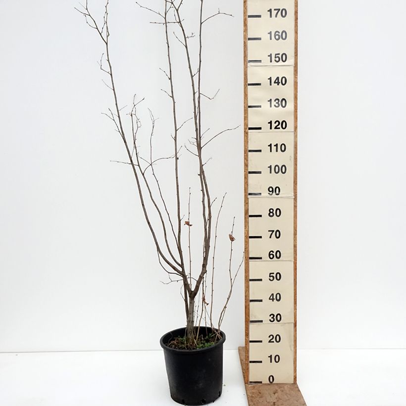 Corylus avellana Syrena - Common Hazel 7.5L/10L pot sample as delivered in winter