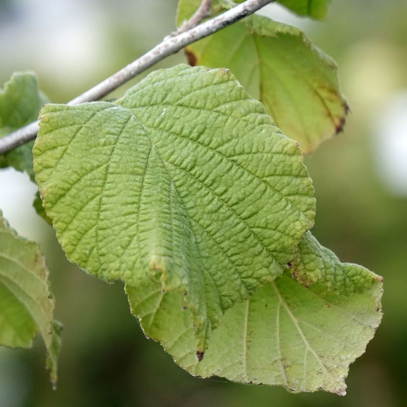 Corylus avellana Tonda Gentile Romana (Foliage)