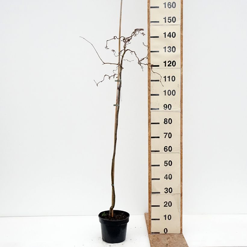 Corylus avellana Red Majestic - Common Hazel 3L/4L pot, Standard sample as delivered in winter