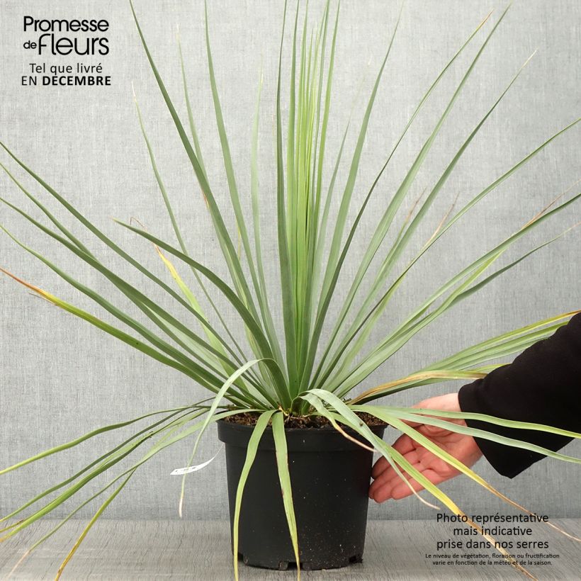 Nolina nelsonii 3L/4L pot sample as delivered in autumn