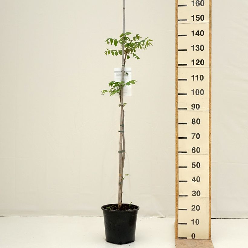 Juglans cinerea - Butternut 7.5L/10L pot sample as delivered in spring