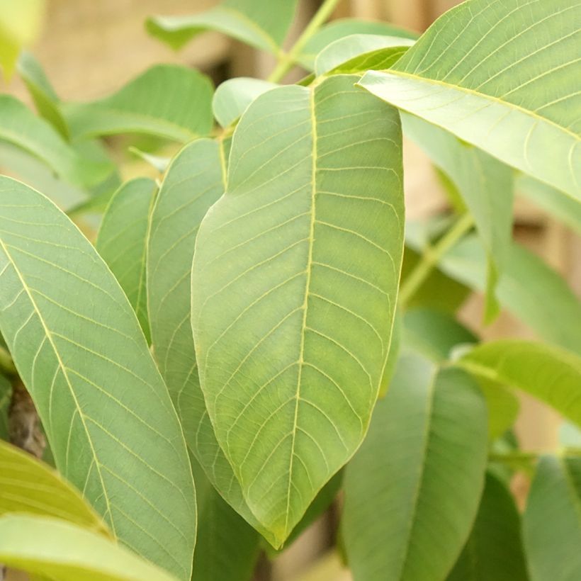 Common Walnut Corne - Juglans regia (Foliage)